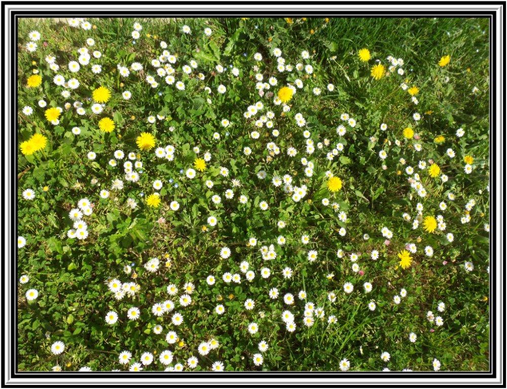 fioriture...di primavera